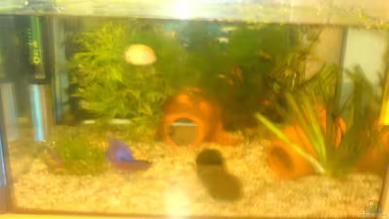 die qualität ist nicht die beste wird bald geändert versprochen  von Andreas Hintz