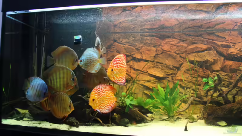 die Rasselbande ;) von Diskusfreak26 (7)