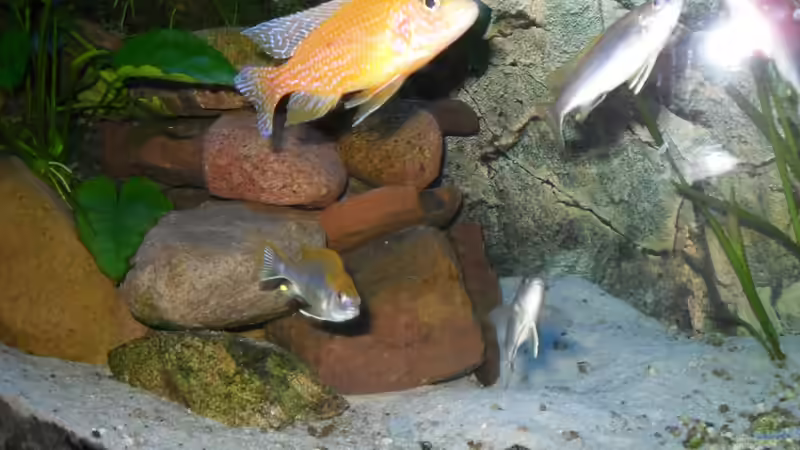 Die Rasselbande will nicht aufs Bild;-) von delphin (20)