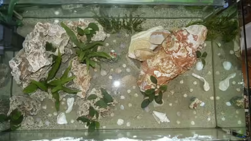 die Raumaufteilung (so sah das Becken ganz am Anfang aus) von Gerhard Schrenk (6)