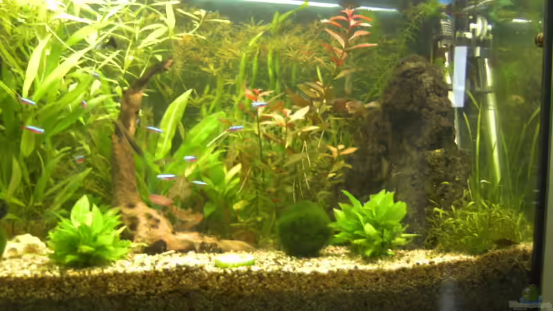 Die rechte Aquariumhälfte von MarcelS (3)