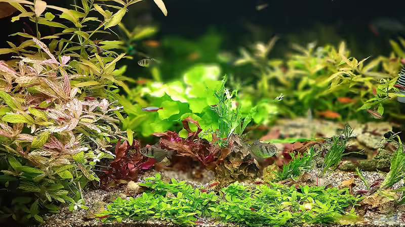 Die rechte Beckenhälfte ist nun auch wieder überschaubar.   von odin 68 (71)