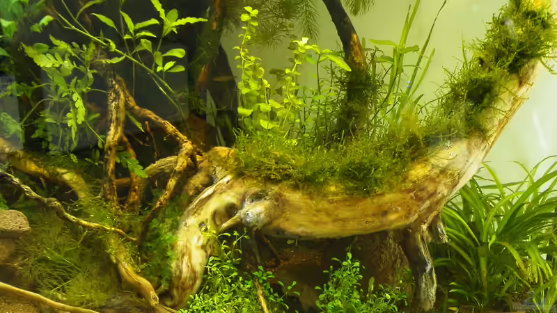 Die rechte Beckenseite - prima Wachstum auch hier - 16.05.2011 von bergfrau (28)