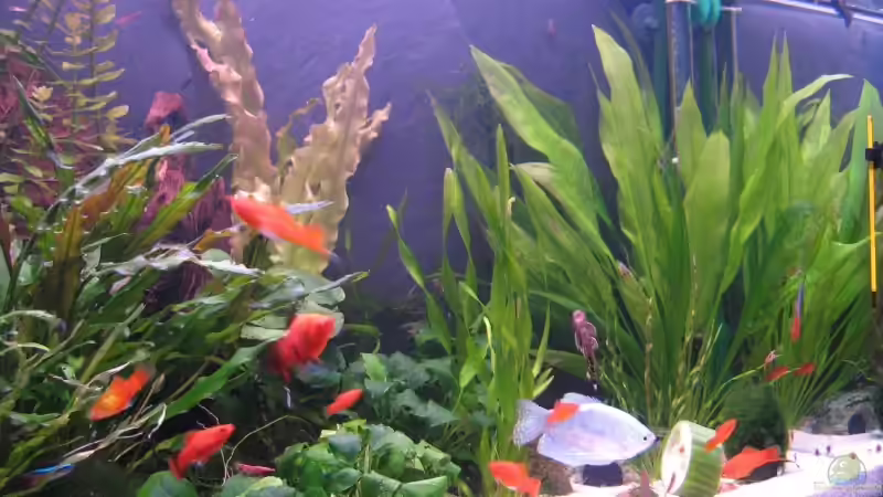 Die rechte Seite - der Sandkasten von Claas Harmsen (2)