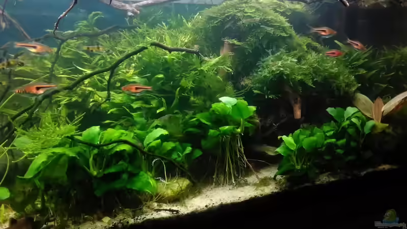 die rechte Seite, der Dschungel der Garnelen von Grünhexe (21)