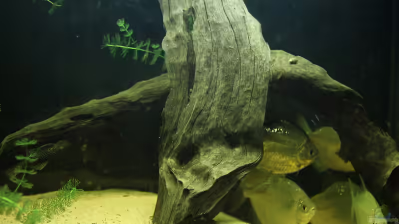 Die rechte Seite des Beckens mit aktueller Einrichtung von FischFlo (2)