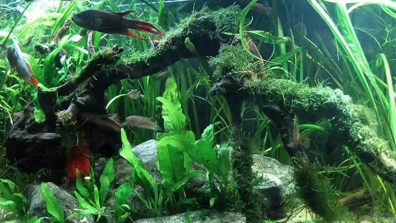 Die rechte Seite des Beckens von Pete (2)