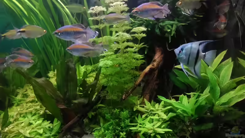 die rechte Seite mit Hygrophila corymbosum am 01.09.19 von Grünhexe (22)