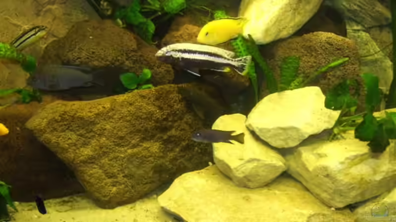 Die rechte Seite vom Becken von Esslinger (6)