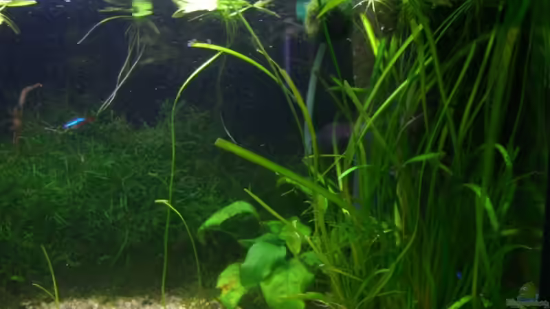 Die rechte Seite von Christopher Walla (3)