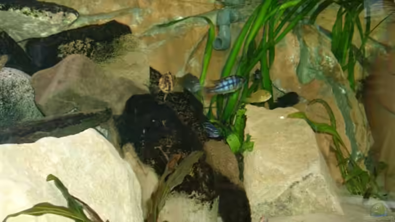 Die rechte Seite von Mikey (11)