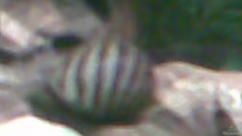 Die Rennschnecke ! von Christina Betz (21)