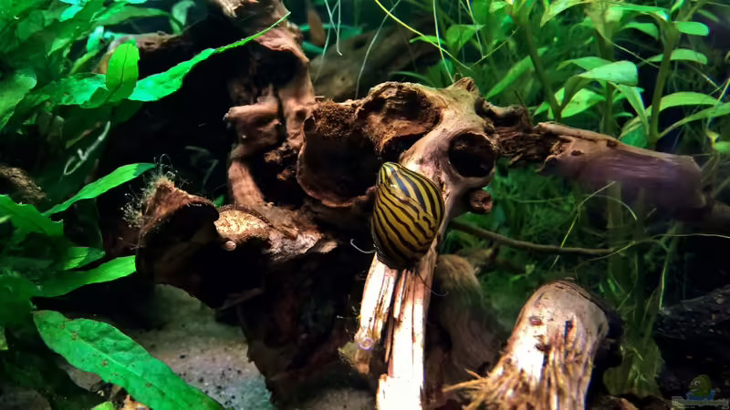 Die Rennschnecke von Martin L. (14)