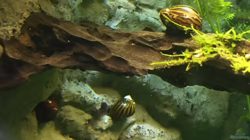 die Rennschnecken, links die rot gestreife...habe leider mit weichem Wasser zu kämpfen... von Diedelsen (14)