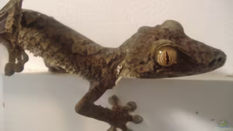 Die Reptilienwelt Madagaskars: Einzigartige Arten zwischen Regenwald, Trockenwald und Dornbusch