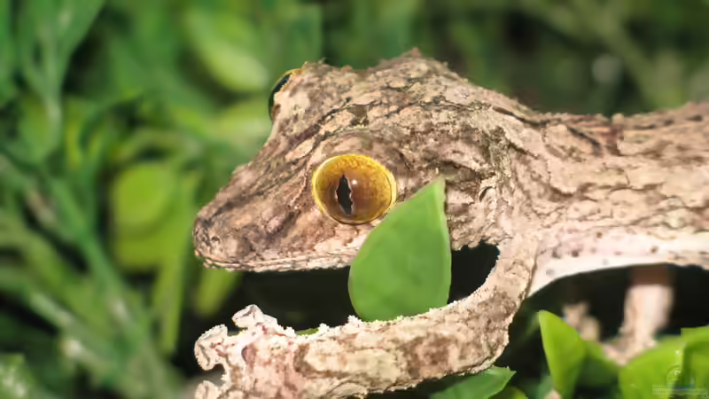 Die Reptilienwelt Madagaskars: Einzigartige Arten zwischen Regenwald, Trockenwald und Dornbusch