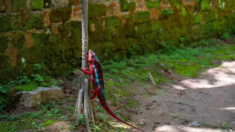 Die Reptilienwelt Madagaskars: Einzigartige Arten zwischen Regenwald, Trockenwald und Dornbusch