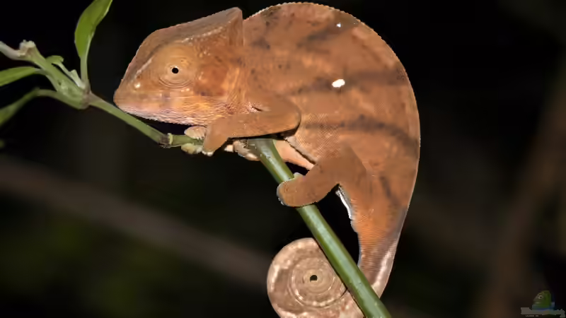 Die Reptilienwelt Madagaskars: Einzigartige Arten zwischen Regenwald, Trockenwald und Dornbusch