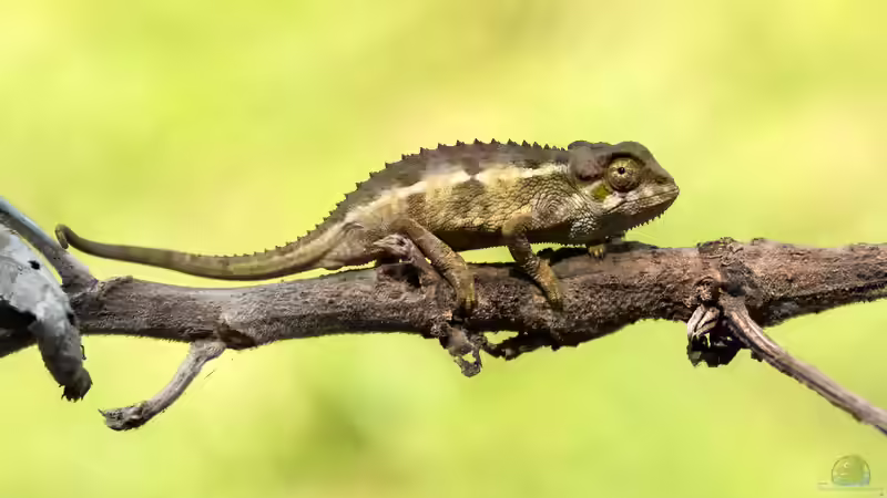 Die Reptilienwelt Madagaskars: Einzigartige Arten zwischen Regenwald, Trockenwald und Dornbusch