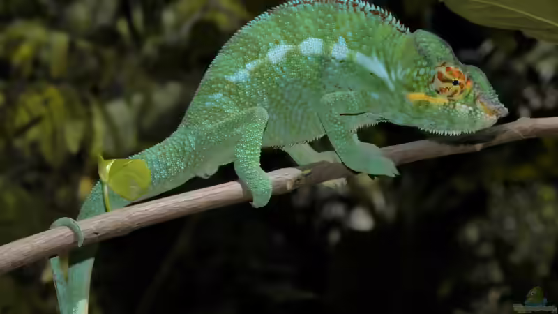Die Reptilienwelt Madagaskars: Einzigartige Arten zwischen Regenwald, Trockenwald und Dornbusch