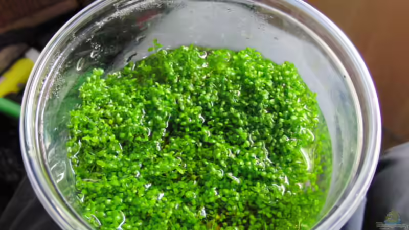 Die Reste ( zu verkaufen) von Microsash (13)