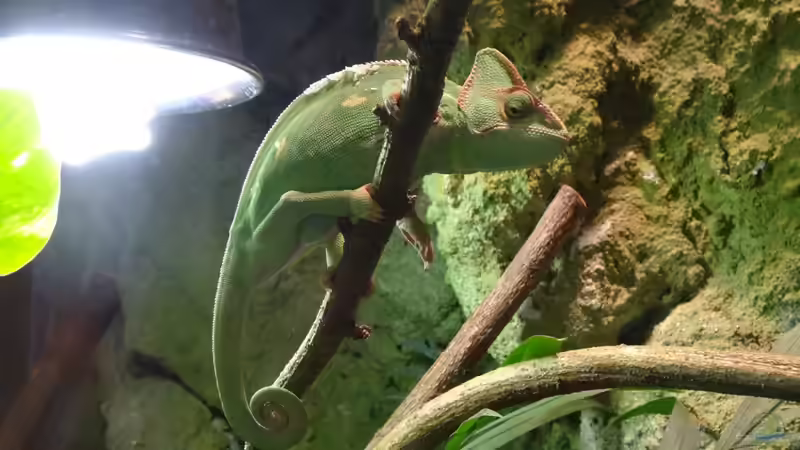 Die richtige Beleuchtung für das Terrarium wählen