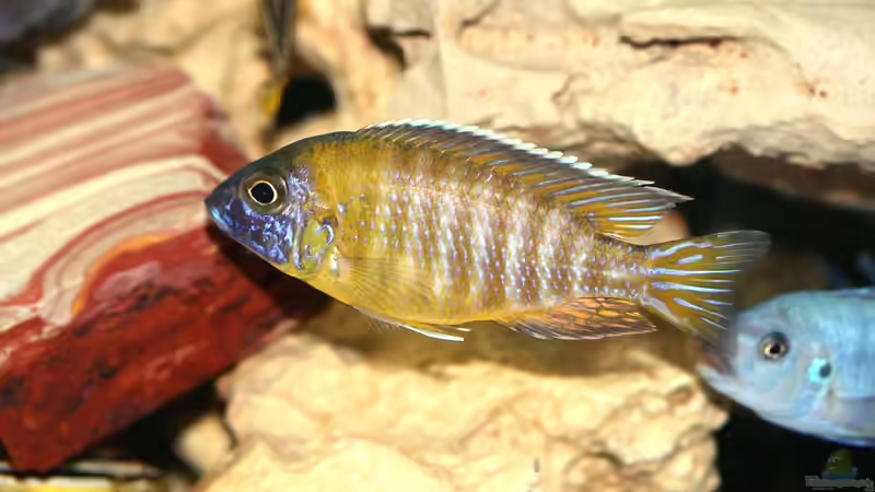 Die richtige Wasserchemie für Malawi- und Tanganjikabarsche