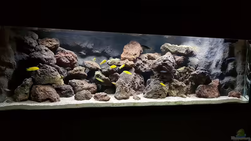 Die richtige Wasserchemie für Malawi- und Tanganjikabarsche