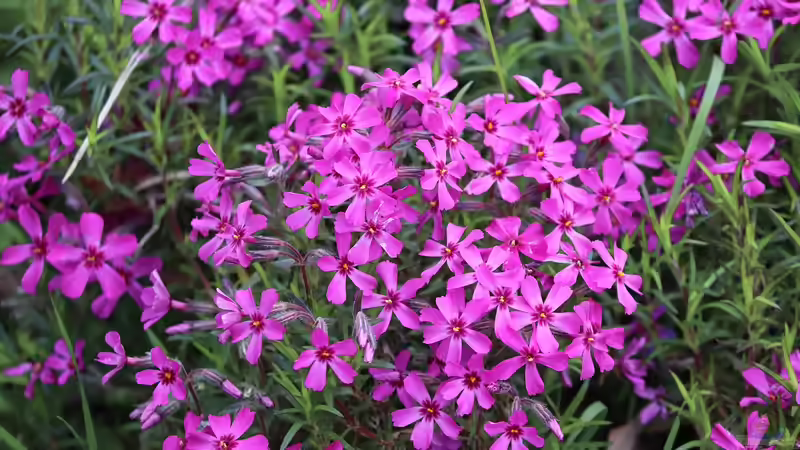 Die richtigen Pflanzen für eine Mauerkrone
