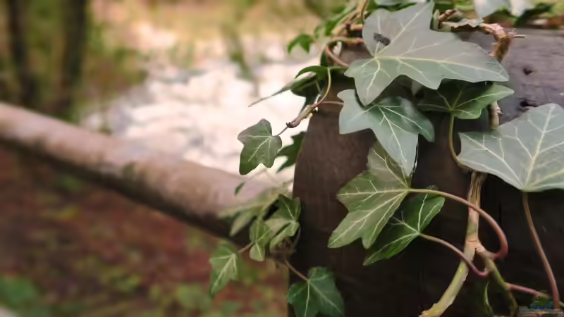 Die richtigen Pflanzen für eine Mauerkrone