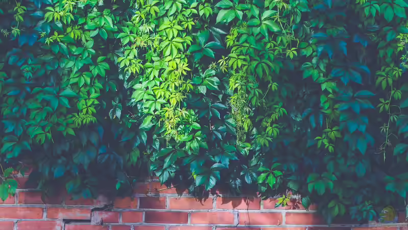 Die richtigen Pflanzen für eine Mauerkrone