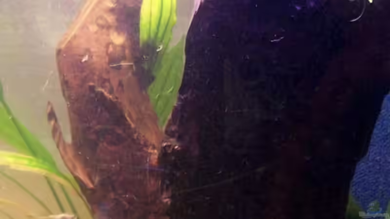 die riesen Wurzel, färbt das Wasser immernoch! von Patrick Will (7)