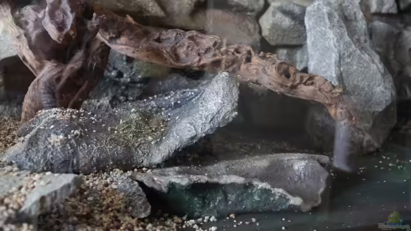 die Riffplatten im Becken von Cruiser Bruno (49)