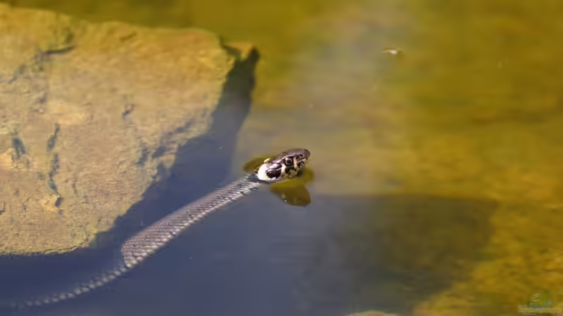 Die Ringelnatter: Perfekt an den Lebensraum Wasser angepasst