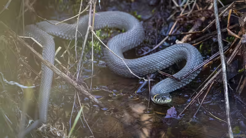 Die Ringelnatter: Perfekt an den Lebensraum Wasser angepasst