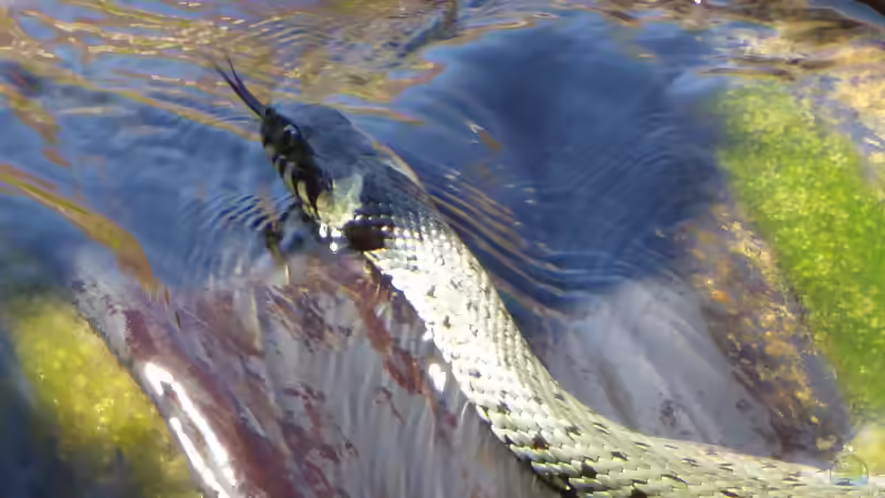 Die Ringelnatter: Perfekt an den Lebensraum Wasser angepasst