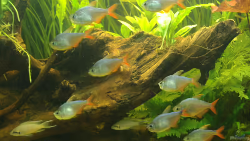 Die Rot-Blauen Kolumbianer von Steve Gerecke (21)