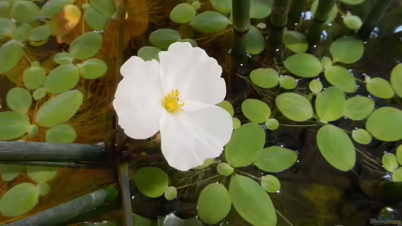 Die Rote Echinodorus blüht. von miv (17)