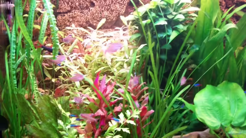 Die Rote ist mir leider abgestorben von Andreas Weiler (10)