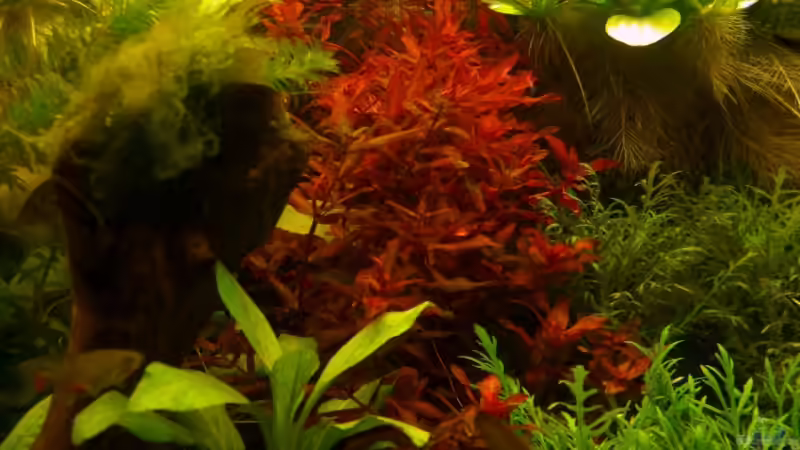 Rotala macranda im Aquarium (Einrichtungsbeispiele mit Rote Rotala)