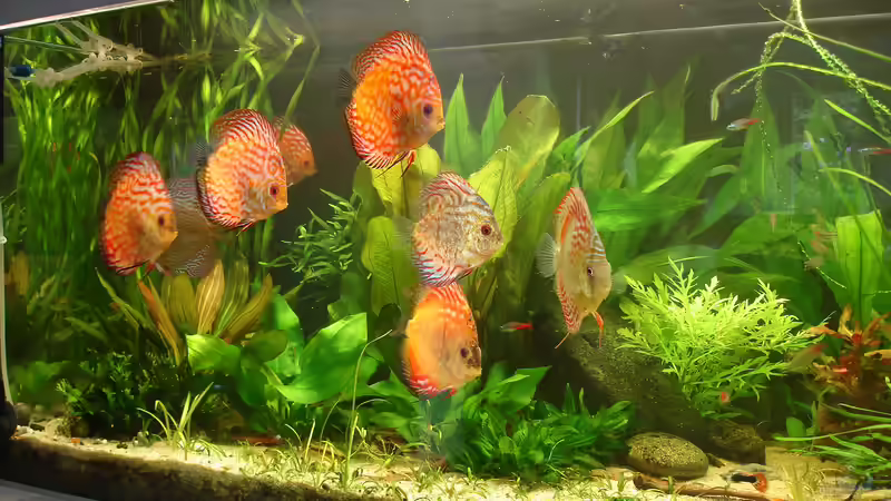 die rote Rasselbande halbe Jahr alt von Grünhexe (8)