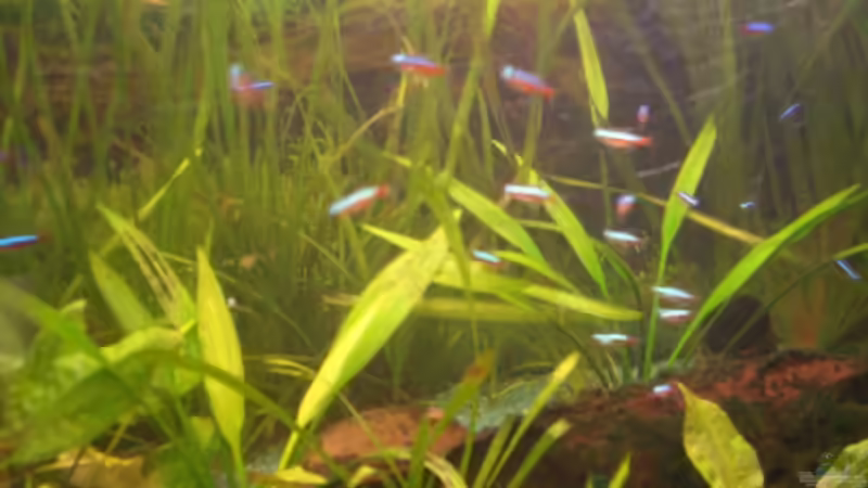 die rote Rasselbande von Sirko Fricke (10)