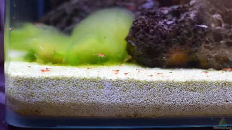 Die Roten Hawaii Garnelen in allen Generationen  von Acki50 (18)