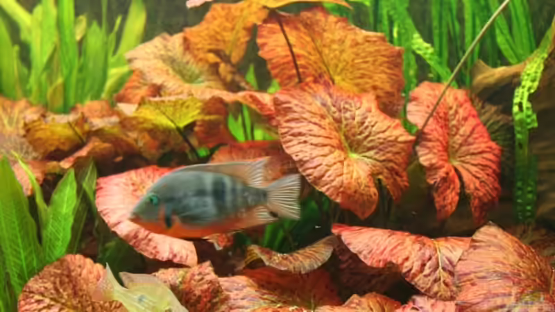 die Roten Lotus wachsen wie verrückt von Minzi (16)