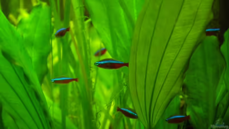 Die Roten Neons dösen am liebsten in leichter Strömung unter halbschattigen Blättern. von Rheinländer (38)