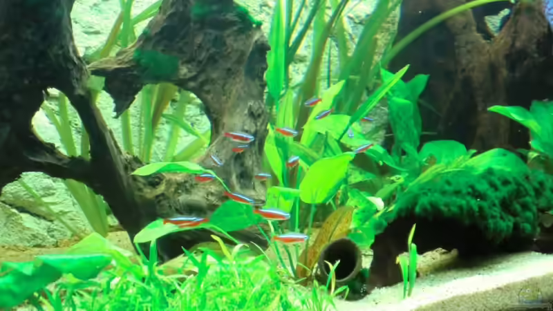 die Roten Neons fühlen sich ebenfalls sichtlich wohl in ihrem neu gewonnenen Schwimmraum von Sirko Fricke (47)