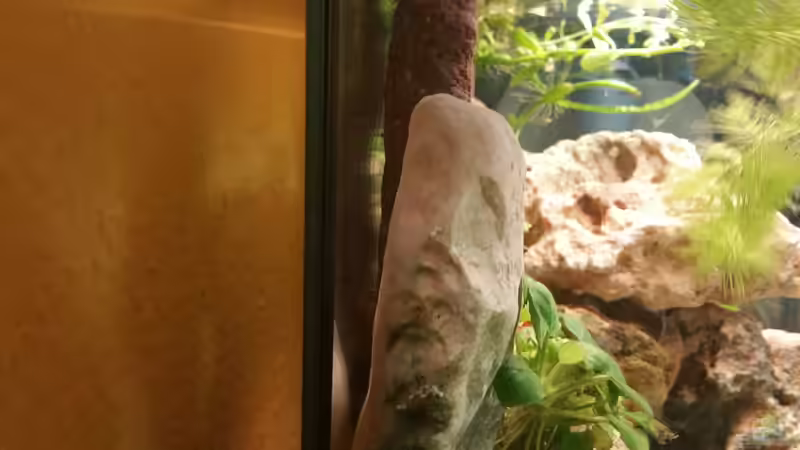 Die Rückwand  von Dukes Aquaristikexperimente (6)