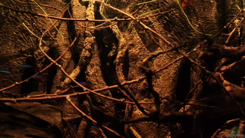 Die Rückwand des Borderland of Rio Negro Beckens von Florian Bandhauer (33)