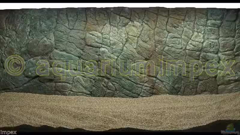 Die Rückwand von delphin (10)