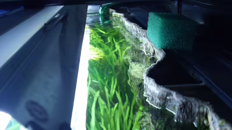 die Rückwand von Nico (39)